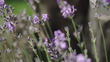 Yaban Arısı Lavanta 'ya kondu. Lavanta çiçekleri yakın plan.