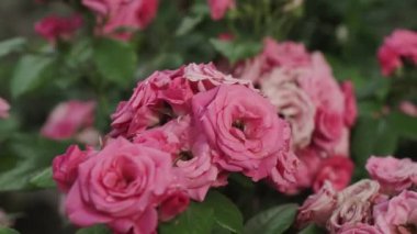 Yaz bahçesinde pembe bir gül, gül çalılığında çiçek açar. Yapraklarında yağmur damlaları olan bir gül çiçeğinin yakın çekimi.