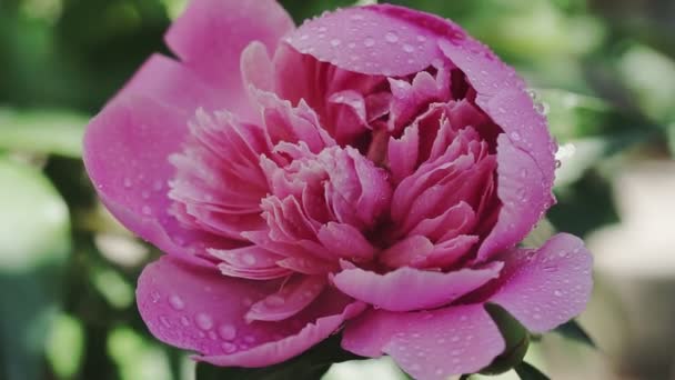 Las Peonías Rosadas Brillantes Brotes Flores Con Gotas Hermoso Fondo — Vídeos de Stock