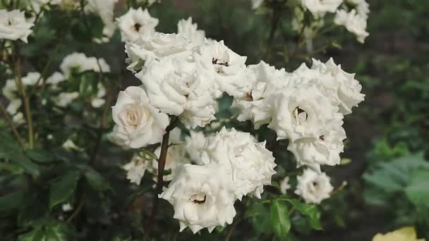 Witte pioenbloem met dauwdruppels na regen, mooie bloemen in het park. Bloeiende pioenbloem. — Stockvideo