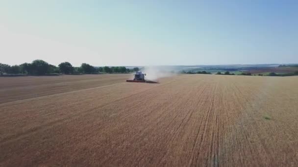 Moderne maaidorser die werkt op een tarweoogst. Luchtfoto op maaidorsers verzamelt de tarwe. Oogstkorenveld, oogstseizoen. — Stockvideo