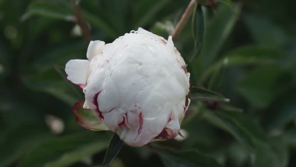 Flor Peonía Blanca Con Gotas Rocío Después Lluvia Hermosas Flores — Vídeos de Stock