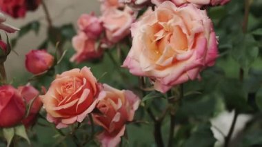 Yaz bahçesinde pembe bir gül, gül çalılığında çiçek açar. Yapraklarında yağmur damlaları olan bir gül çiçeğinin yakın çekimi.