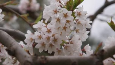 Güzel Kiraz Çiçekleri Titriyor. Güzel beyaz bahar çiçekleriyle (Nanking Cherry)