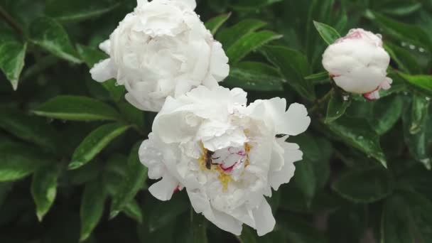 White Peony Flower Dew Drops Rain Beautiful Flowers Park Blooming — Stock Video