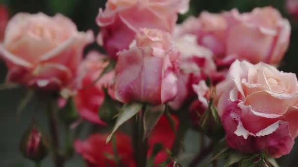 Yaz Bahçesinde Pembe Bir Gül Gül Çalılığında Çiçek Açar Yapraklarında — Stok video