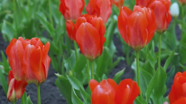 Czerwone Tulipany Ogrodzie Piękne Pąki Czerwonych Tulipanów Zalane Słońcem Ogrodzie — Wideo stockowe