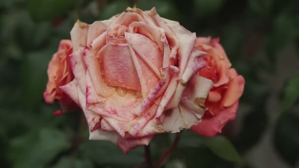 一朵粉红的玫瑰在玫瑰布什的夏日花园绽放 玫瑰花瓣上有雨滴的特写 — 图库视频影像