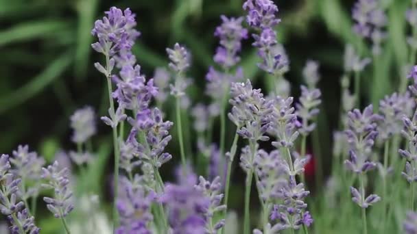 Bunga Lavender Close Indah Mekar Bunga Lavender Bergoyang Dalam Angin — Stok Video