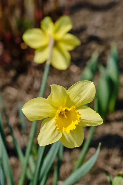 Gele Narcissen Het Voorjaar Met Een Wazige Achtergrond — Stockfoto