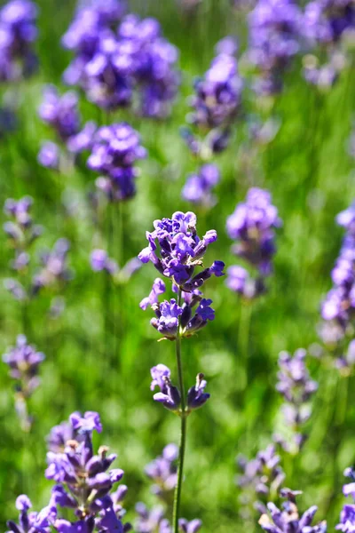 Lavendel Blommar Fält Odling Och Blommande Lavendel — Stockfoto