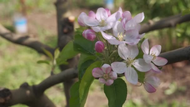ピンクと白のリンゴの花 春の天気で繊細な白いリンゴの花 — ストック動画