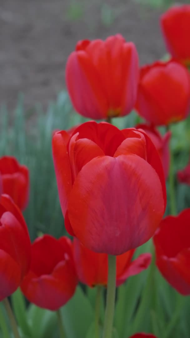 春に庭の美しい開花赤いチューリップのグループのショットを閉じます — ストック動画
