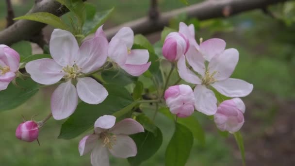 Flor Maçã Rosa Branca Delicado Flor Maçã Branca Primavera Tempo — Vídeo de Stock