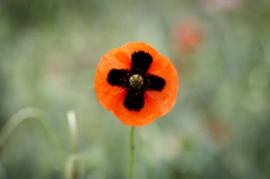 Yeşil arka planda kırmızı gelincik çiçeği.