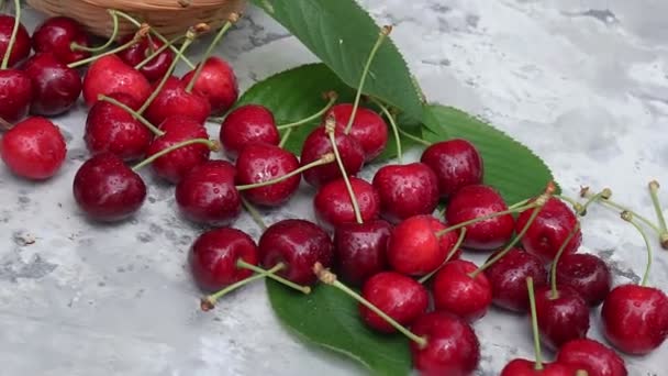 Cerises Rouges Mûres Fruits Sur Fond Vintage Gris — Video