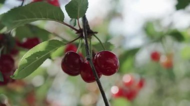 Rüzgarda bir çift lezzetli meyveli kırmızı ekşi kiraz ağacı dalı. Yakın plan kiraz ağacı dalları ve meyveler