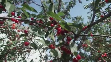 Rüzgarda bir çift lezzetli meyveli kırmızı ekşi kiraz ağacı dalı. Yakın plan kiraz ağacı dalları ve meyveler
