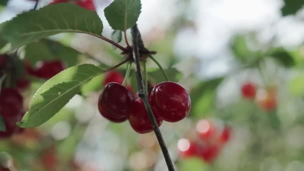 風に乗っておいしい果物のペアと赤いサワーチェリーの木の枝 近くの桜の木の枝や果物 — ストック動画