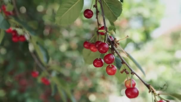 Roter Sauerkirschenzweig Mit Einem Paar Schmackhafter Früchte Wind Zweige Und — Stockvideo