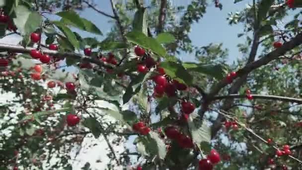 Röd Surkörsbärsträd Gren Med Par Välsmakande Frukt Vinden Närbild Körsbärsträd — Stockvideo