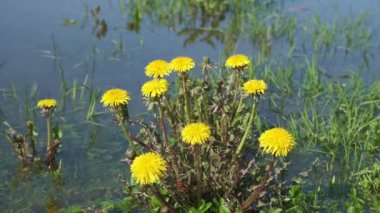 Bahar. Rüzgâr, gölün yakınındaki bir çayırda çiçek açan karahindibaları salladı.