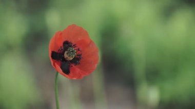 Güzel Kırmızı Gelincik Çiçeğinin Kapanışı