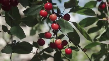 Rüzgarda bir çift lezzetli meyveli kırmızı ekşi kiraz ağacı dalı. Yakın plan kiraz ağacı dalları ve meyveler