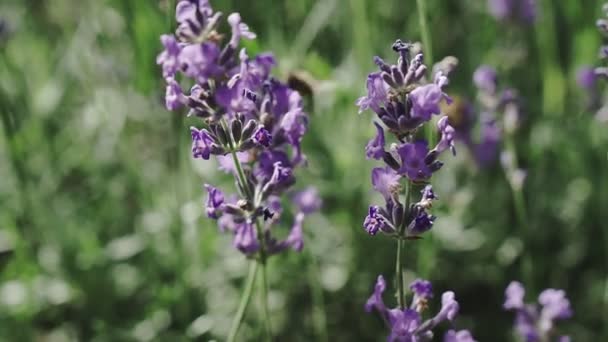 Bumble Bee Landing Lavender Lavendel Blommor Närbild — Stockvideo