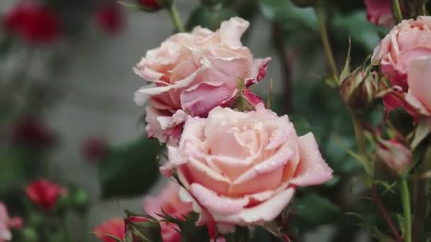 Różowa Róża Kwitnie Letnim Ogrodzie Krzewie Róży Zbliżenie Kwiatu Róży — Wideo stockowe