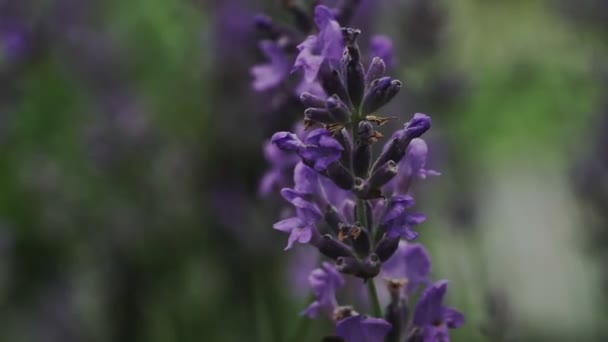 Hummel Landet Auf Lavendel Lavendelblüten Aus Nächster Nähe — Stockvideo