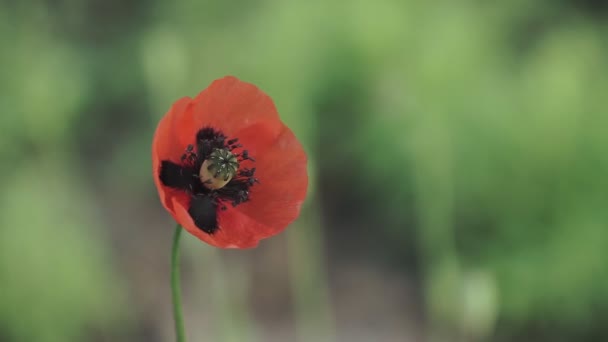 Close Bela Flor Papoula Vermelha — Vídeo de Stock