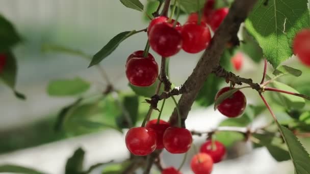Vörös Cseresznyefa Finom Gyümölcsökkel Szélben Szoros Cseresznyefa Ágak Gyümölcsök — Stock videók
