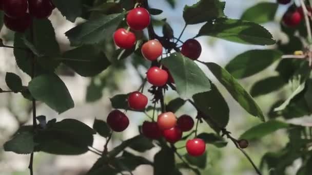 Red Sour Cherry Tree Branch Pair Tasty Fruit Wind Close — Stock Video