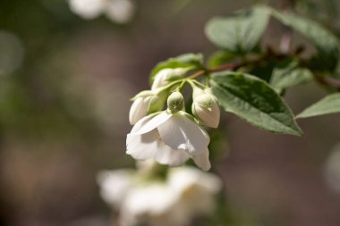 Bahçedeki dallara yasemin çiçekleri yakın.