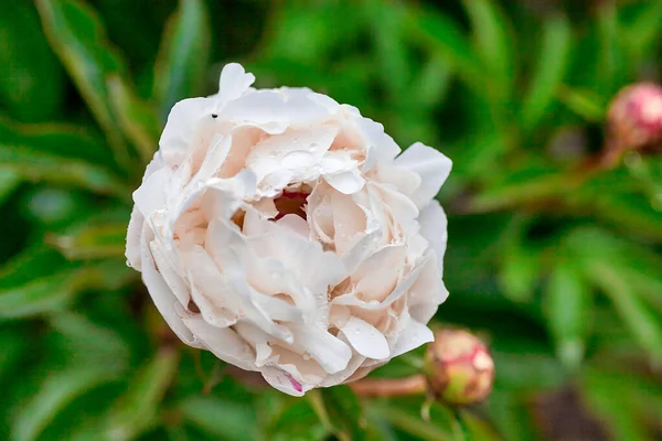 Beautiful Blooming Pionies Flowers Botanic Garden — Stock Photo, Image