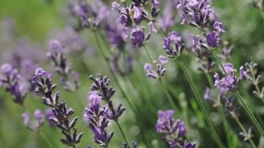 Lavanta çiçekleri yakın plan. Rüzgarda sallanan güzel lavanta çiçekleri.