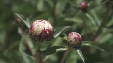 Şakayığın yakın çekimi. Şakayık çalılı büyük şakayık tomurcuğu, yazın bahçede güzel çiçekler. Genç şakayık tomurcuğu bahçede büyüyor.
