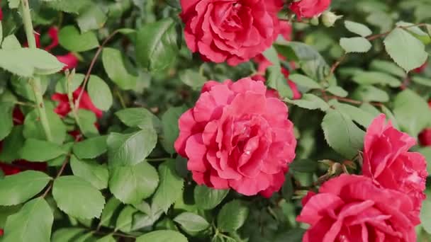 Una Rosa Florece Jardín Verano Rosal Bush Primer Plano Una — Vídeos de Stock