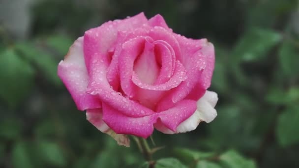 Une Rose Fleurit Dans Jardin Été Sur Buisson Roses Gros — Video