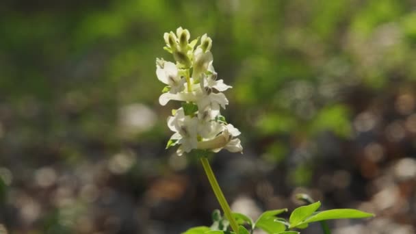 Corydalis Cava Tidig Vår Vilda Skog Blommor Blom Vita Blommande — Stockvideo