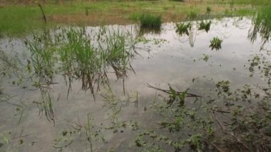 Bataklık bölgesi suyla doldu..