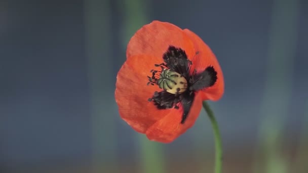 Primer Plano Hermosa Flor Amapola Roja — Vídeos de Stock