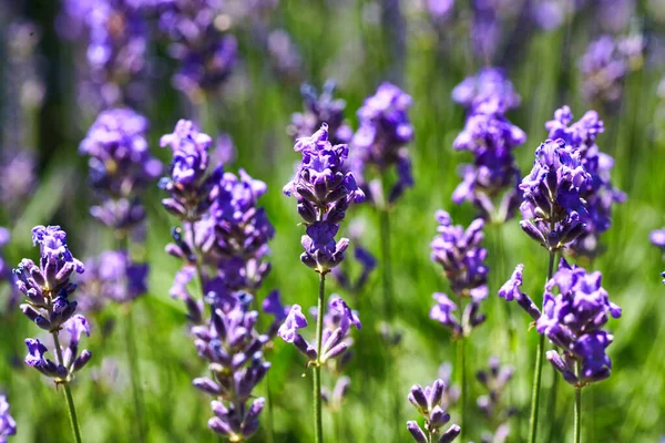 Lavendelblütenfeld Wachsender Und Blühender Lavendel — Stockfoto