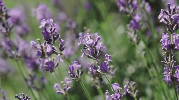 Lavendelblüten Aus Nächster Nähe Schöne Blühende Lavendelblüten Wiegen Sich Wind — Stockvideo