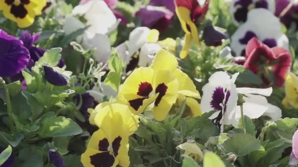 Close Van Mooie Kleurrijke Petunia Zomer Bloemen — Stockvideo