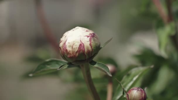 牡丹のクローズアップ アリ牡丹ブッシュの大きな牡丹の芽 夏の庭の美しい花 若い牡丹の芽が庭で成長する — ストック動画