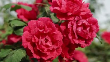 Yaz bahçesinde pembe bir gül, gül çalılığında çiçek açar. Yapraklarında yağmur damlaları olan bir gül çiçeğinin yakın çekimi.