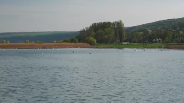 Bílé Labutě Plovoucí Jezeře Nebo Řece — Stock video