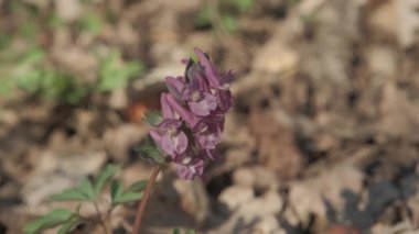 Corydalis cava ilkbaharın başlarında vahşi orman çiçekleri, mor mor çiçekler açan güzel küçük bitkiler